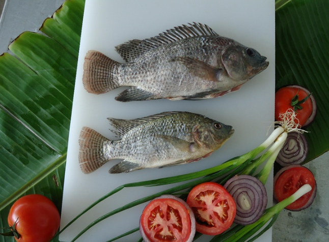 Frozen Black Tilapia