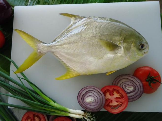 gold pomfret China