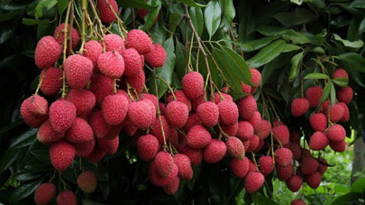 lychees farm producer