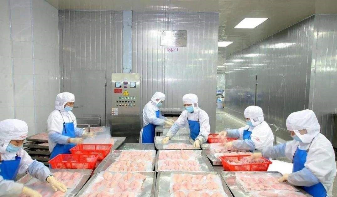 China Frozen Tilapia Export
