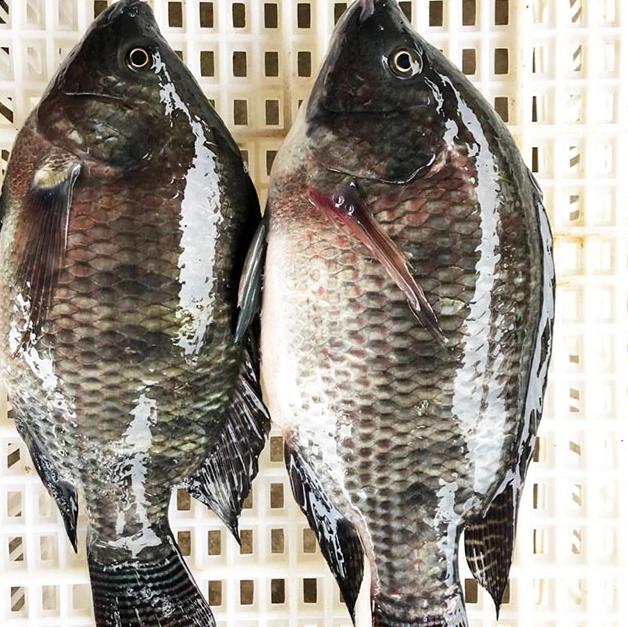 Frozen Tilapia Fish in Africa