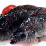 China frozen tilapia