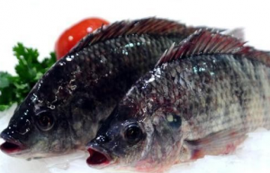 China frozen tilapia