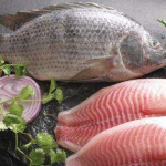 China frozen tilapia meat