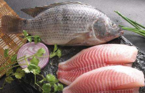 China frozen tilapia meat