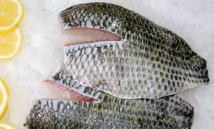 frozen tilapia