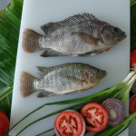 Frozen Black Tilapia