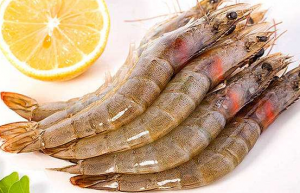 frozen shrimp