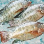 frozen tilapia Africa