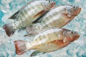 frozen tilapia Africa