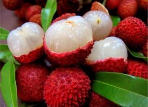 fresh litchi producer