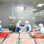 China Frozen Tilapia Export