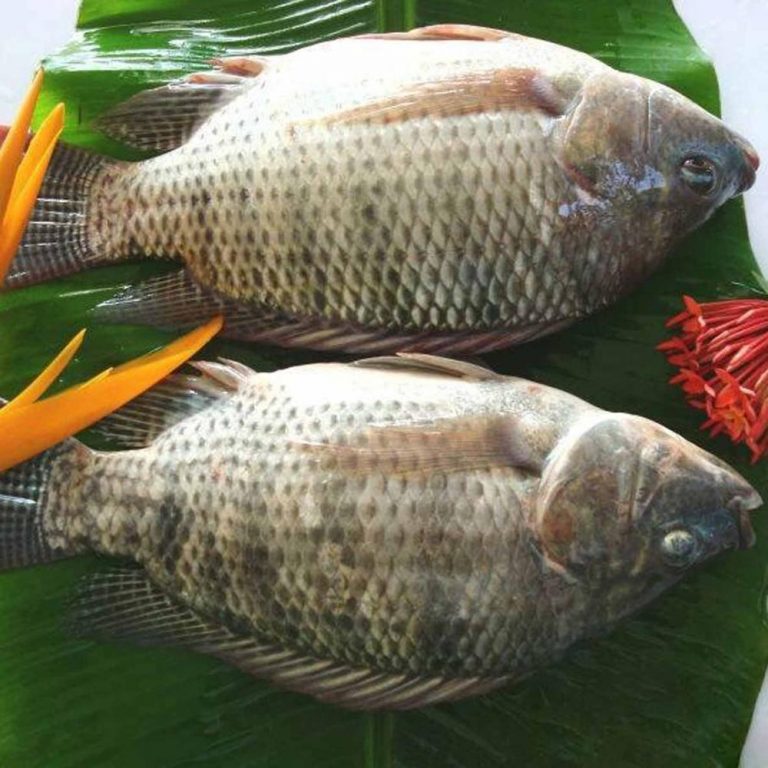 China Frozen Tilapia Export Best Plus Group A Logistics & Trade